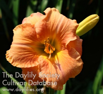 Daylily Gesture of Love